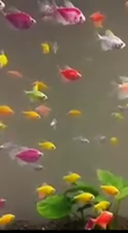 дым_над_водой