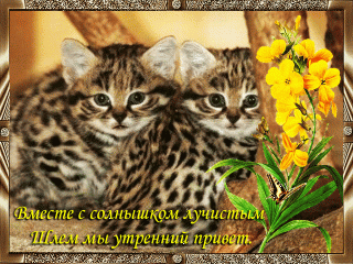 Утренний привет