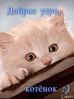 Доброго утра котенок