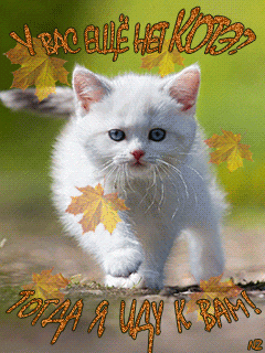 Котэ иду к вам