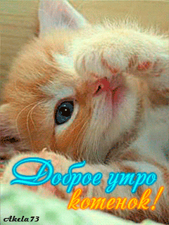 доброе утро кот