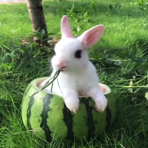 bunniesfeatures-___CE4DuM1Fa_E___-