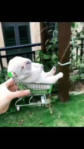 animallpistolss-___CE4xNZOhem2___-