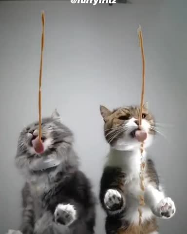 catiswhy-___CE6UkZVJA1x___-