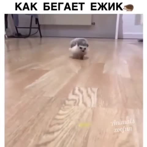 pets_grams-___CE6r3YTDHrQ___-