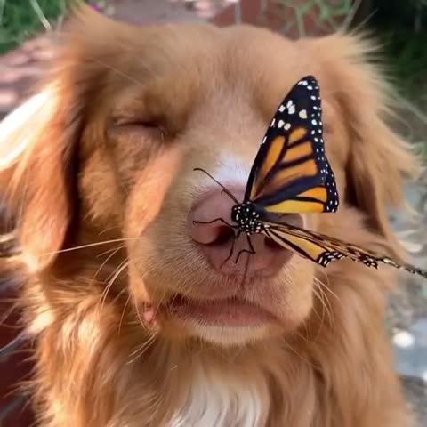 videoani-___CE9Bze2ovzC___-