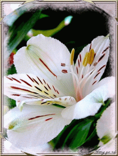 Белые лилии2