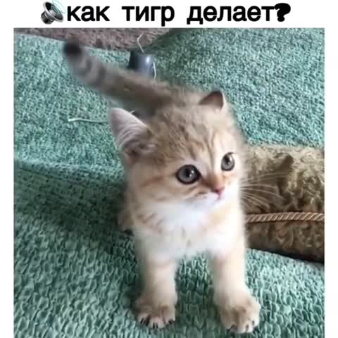 animals_zoofun-___CFHwMrohBrm___-