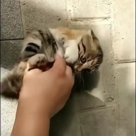 milota_kisa-___CFHrMGLi0CT___-