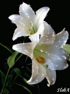 1490954078_2062-belye-lilii