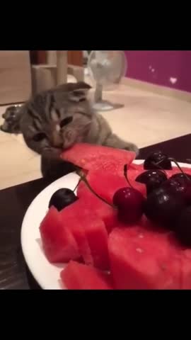 paycats-___CFR1zy7JEi7___-