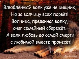 ВЛЮБЛЕННЫЙ_ВОЛК___