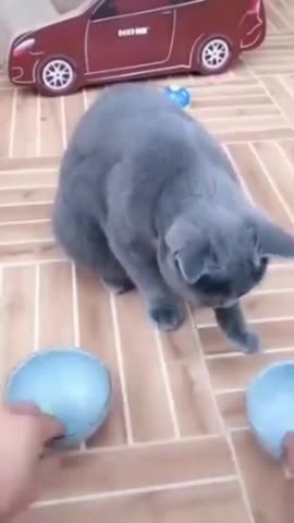 kittenadorable-___CFS5R4ppX0n___-