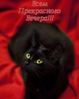 marinabazheno-___CFKclpuIsx1___-