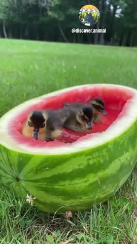 lovinganimals_dg-___CF19Y0sqzQv___-