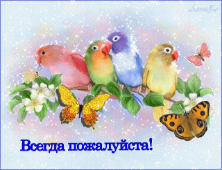Всегда пож попугаи