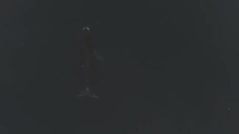 Гренландия_киты