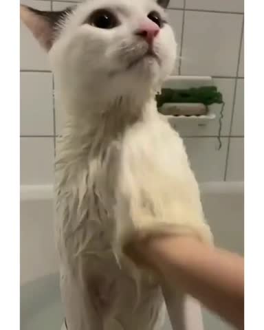 mikoteiki-___CGSZrxEIhA2___-