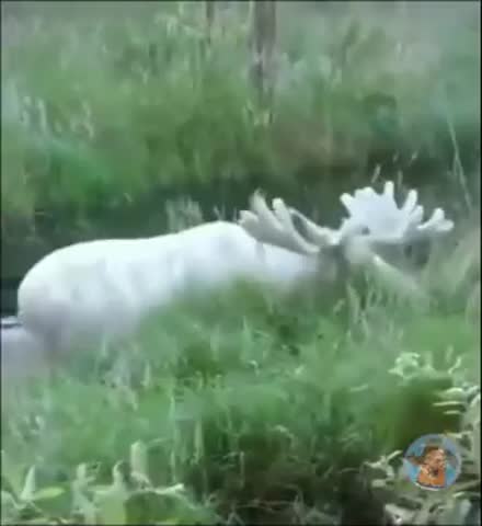 чудо_природы