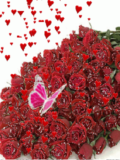 Роза бабочка