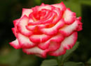 images-16