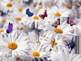 Ромашка бабочка2