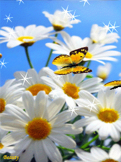 Ромашка бабочка