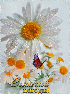 Солнечной погодыромашка