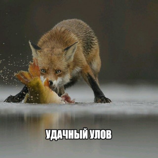 vuQY2p3XI80