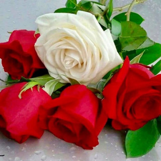 bestroses786-___CGZ8tz6s509___-