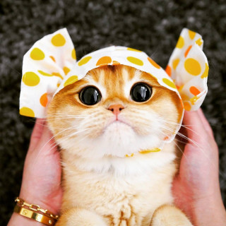beautiful_world_of_cats-___CGeyft-pNjH___-
