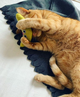 mewmiyaow-___CGhU3fWpDIC___-