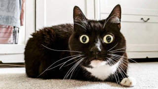 beautiful_world_of_cats-___CGpUt6Np9cL___-