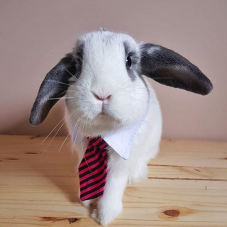 bunniesthatlunch-___CGpGB91HzGu___-