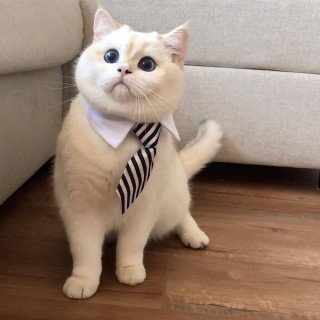meowflow-___CGpFNOqhwoR___-