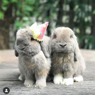 rabbitloverworld-___CGmwL2hl-ft___-