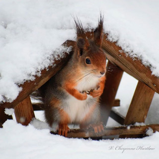 9vaga_squirrels9-___CGpazZRJdgI___-