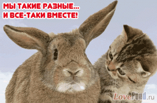 Мы вместе зайкакотик