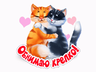 Обнимки котик и кошечка
