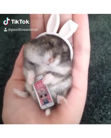 positiveanimal-___CHH7MUZqXZT___-