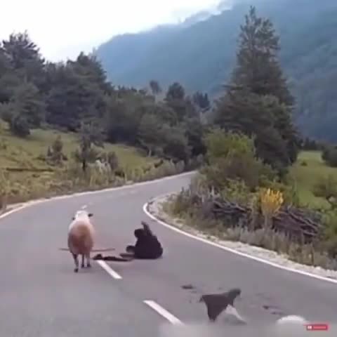 Foiz__VID-20201103-WA0026