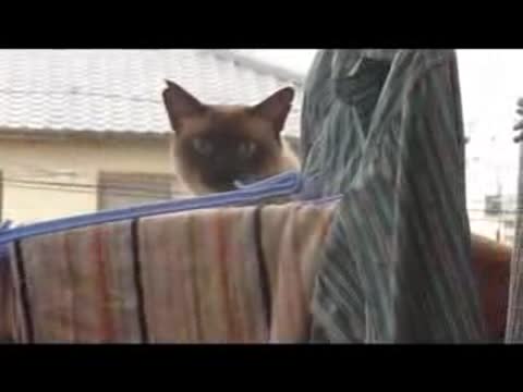 __YAPONSKIY_KOT_NEUDACHNIK_Japanese_fail-cat__