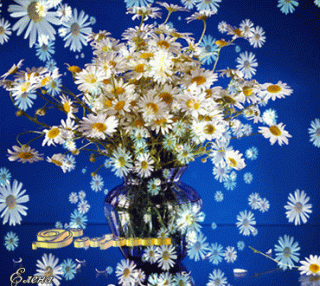 Красивые ромашки