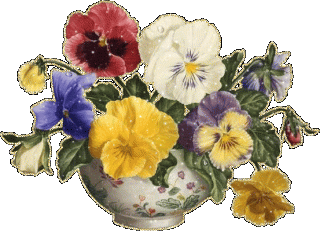 1507069828_3284-fialki