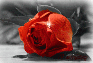 1502510520_1640-krasnaya-roza