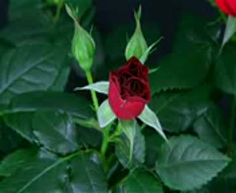 klassnoe_video_rozy_ka4ka_