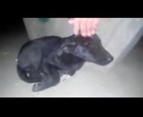 БРОШЕННЫЕ_животные_ДО_и_ПОСЛЕ_спасения_ВИДЕО_144p