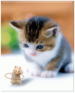 99px__animacii_7944_kotenok_smotrit_kak_mishka_ktit_hulahup