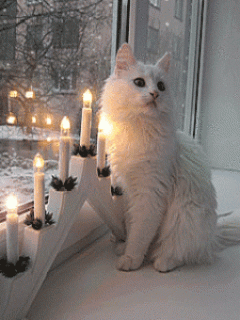 Белая кошечка