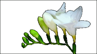 09-20-50-110469829_cvetuy_foto